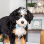 Carmelo | Tri Bernedoodle for sale