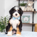 Carmelo | Tri Bernedoodle for sale
