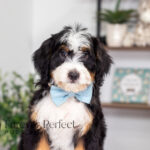 Carmelo | Tri Bernedoodle for sale