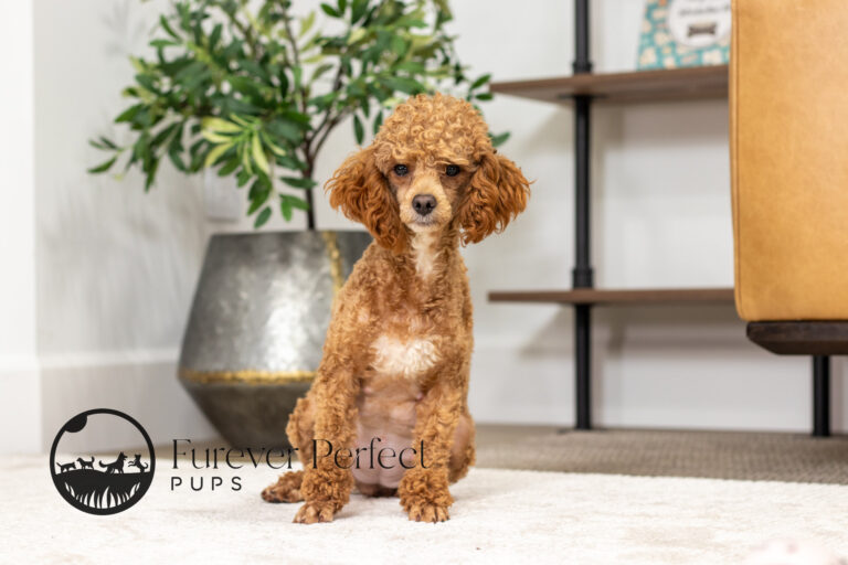 Female Poodle sitting in front of a tree in a room