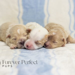 Maltipoos laying on a couch