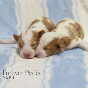 Two male Poodle puppies laying on a couch for a photo