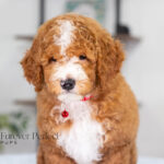 Lance | Ruby Poodle for sale