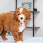 Lance | Ruby Poodle for sale