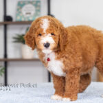 Lance | Ruby Poodle for sale