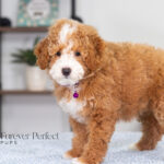 Lisa | Ruby Poodle for sale