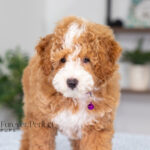 Lisa | Ruby Poodle for sale