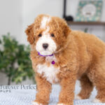 Lisa | Ruby Poodle for sale