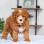 Loren | Ruby Poodle for sale