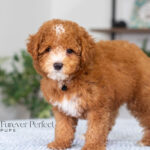 Loren | Ruby Poodle for sale