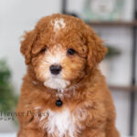 Loren | Ruby Poodle for sale