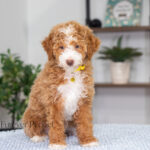 Lucy | Ruby Poodle for sale