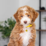 Lucy | Ruby Poodle for sale