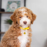 Lucy | Ruby Poodle for sale