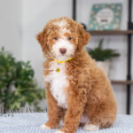 Lucy | Ruby Poodle for sale