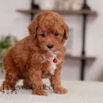 Maverick | Ruby Poodle for sale