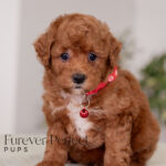 Maverick | Ruby Poodle for sale