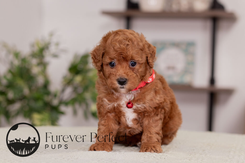 Maverick Poodle Male (3)