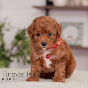 Maverick Poodle Male (3)