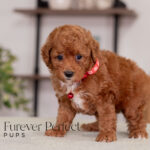 Maverick | Ruby Poodle for sale