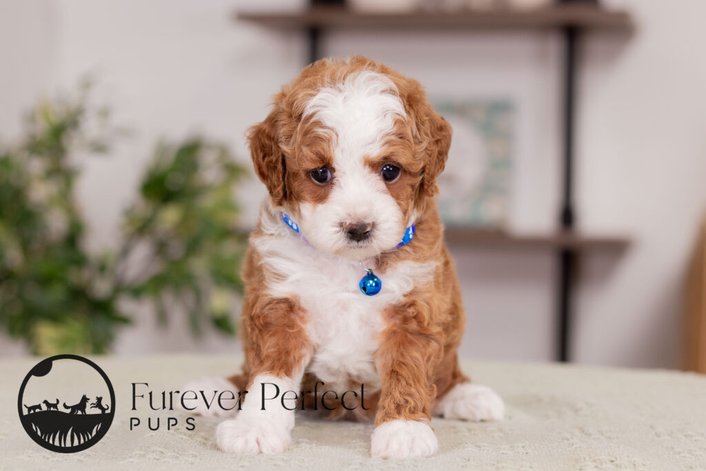 Milo Poodle Male sitting for a photo