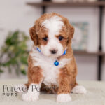 Milo Poodle Male sitting for a photo
