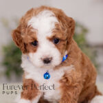 Milo | Ruby Poodle for sale