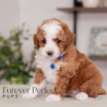 Milo | Ruby Poodle for sale