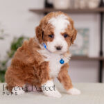 Milo | Ruby Poodle for sale