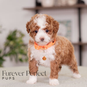 Monty Poodle Male (1)