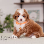 Monty | Ruby Poodle for sale