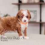 Monty | Ruby Poodle for sale
