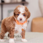 Monty | Ruby Poodle for sale