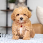 Nate | Ruby Maltipoo for sale