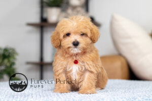Nate Male Maltipoo