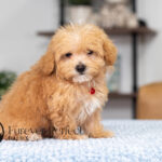 Nate | Ruby Maltipoo for sale