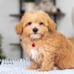 Nate | Ruby Maltipoo for sale