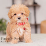 Nate | Ruby Maltipoo for sale