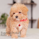 Nate | Ruby Maltipoo for sale