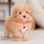 Nate | Ruby Maltipoo for sale