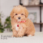 Nate | Ruby Maltipoo for sale