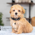 Nixon | Ruby Maltipoo for sale