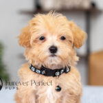 Nixon | Ruby Maltipoo for sale