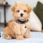Nixon | Ruby Maltipoo for sale