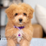 Nova | Ruby Maltipoo for sale