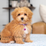 Nova | Ruby Maltipoo for sale
