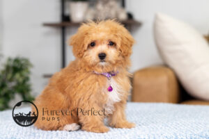 Nova Female Maltipoo