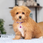 Nova | Ruby Maltipoo for sale