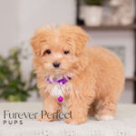 Nova | Ruby Maltipoo for sale