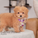 Nova | Ruby Maltipoo for sale